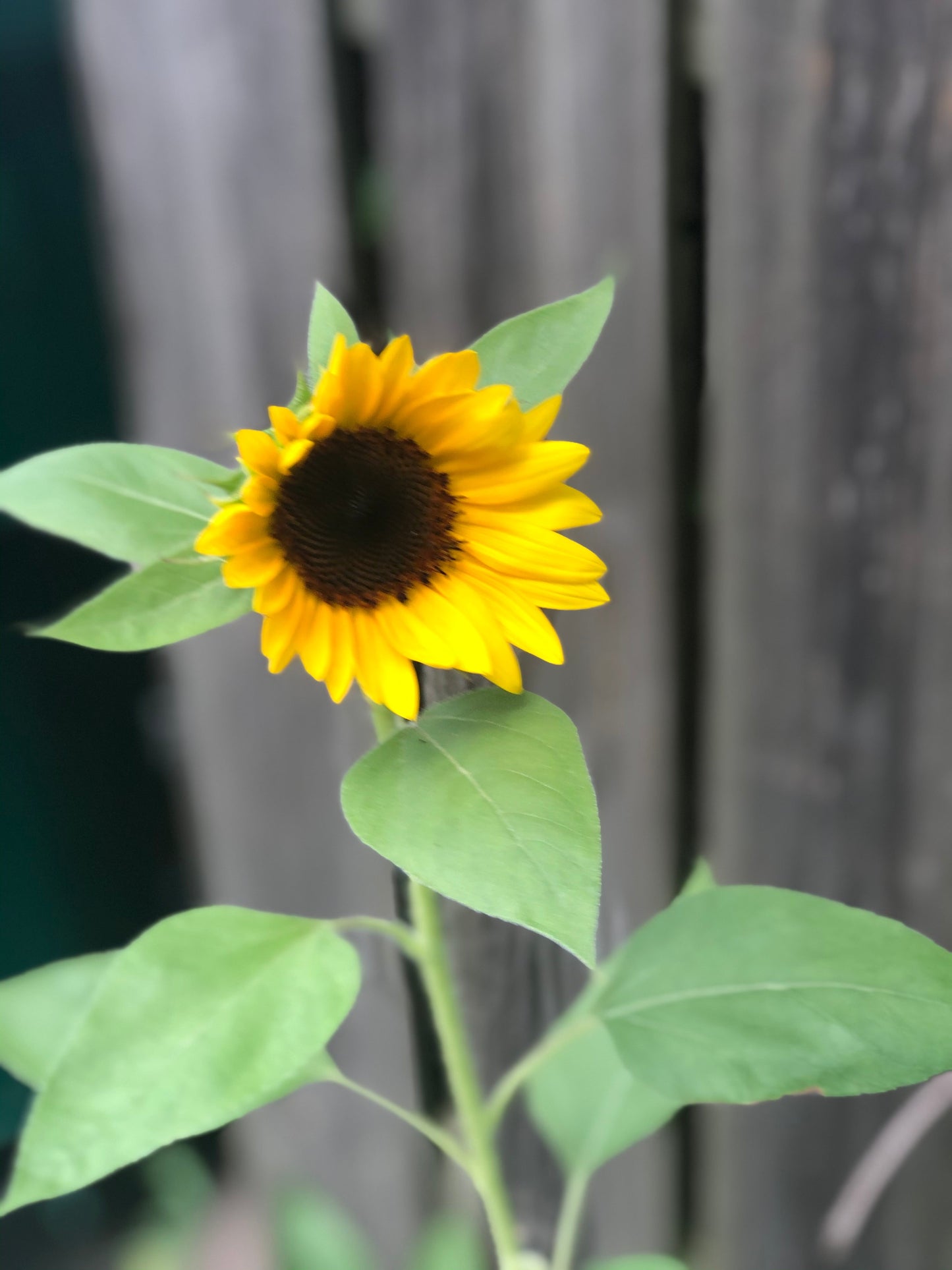 My Beautiful Wildflower Hair Growth Serum